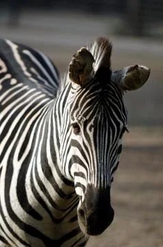 Sad zebra Stock Photos
