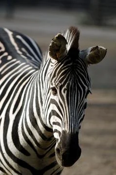 Sad zebra Stock Photos