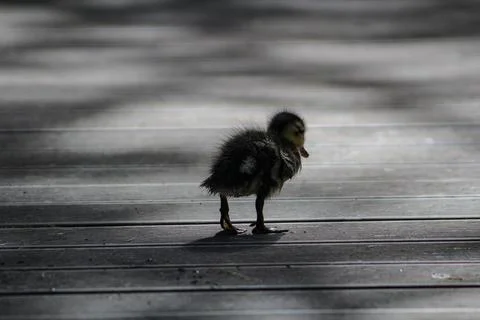 The Saddest Duckling Stock Photos