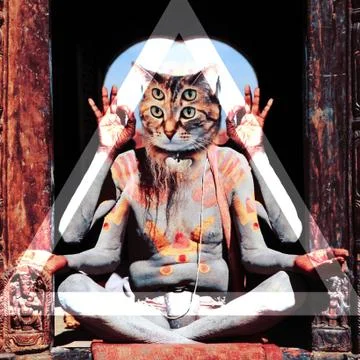 Saddhu Kitty Stock Photos