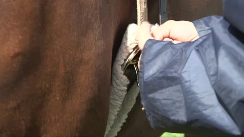 Saddle is attached to the horse Stock Footage 237781924