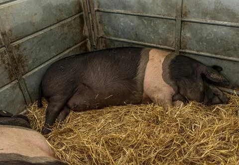 Saddle back pig asleep on some straw Stock Photos