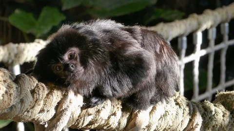 Saddle back Tamarin monkey Stock Footage 122154710