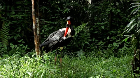Saddle Billed Stork (Ephippiorhynchus Senegalensis), Large Wading Bird Stock Footage 2189233