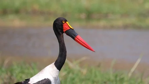 Saddle billed stork in flood plain of Moremi Game Reserve Botswana Stock Footage 113964984