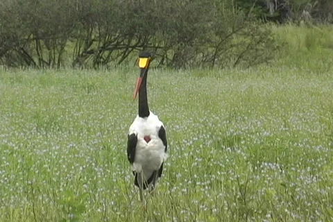 Saddle-billed Stork Stock Footage 570783