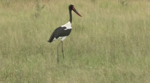 Saddle billed stork Stock Footage 22783461