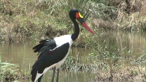 Saddle-billed Stork Stock Footage 28628913