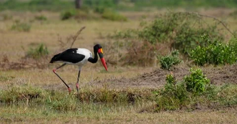 Saddle-billed Stork Stock Footage 60382440