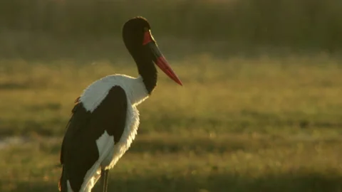Saddle billed stork Stock Footage 187575849