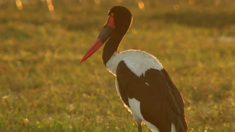 Saddle billed stork Stock Footage 187576406