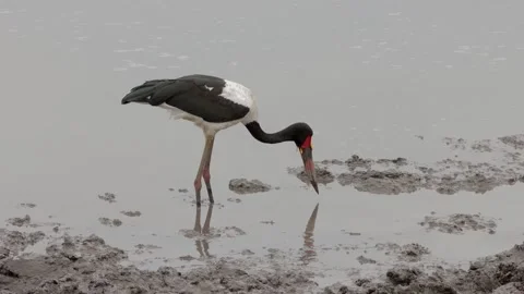 Saddle billed stork Stock Footage 297575762