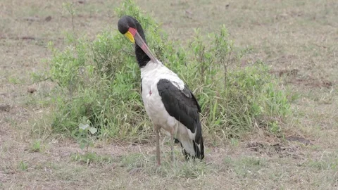 Saddle billed stork Stock Footage 297575820