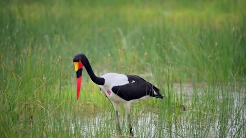 Saddle Billed Stork Foraging in Shallow Wetland Waters 4k Telephoto Shot 動画素材 338266051