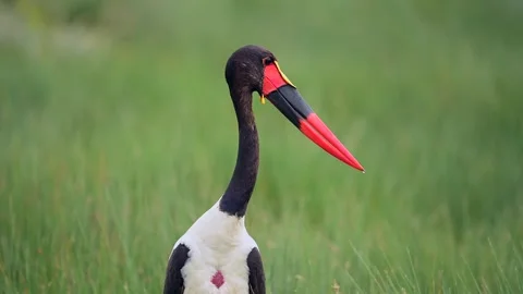 Saddle Billed Stork Looking Around in Natural Wetland Habitat Telephoto 4k Vídeo Stock 338266032