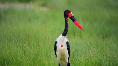Saddle Billed Stork Standing in Lush Green Wetland Grass 4k Stock Footage 338266022
