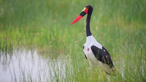 Saddle Billed Stork Standing in Lush Green Wetland Marsh Telephoto 4k Stock Footage 338266049