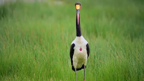 Saddle Billed Stork Standing in Vibrant Green Wetland Marsh 4k Telephoto Stock Footage 338266042