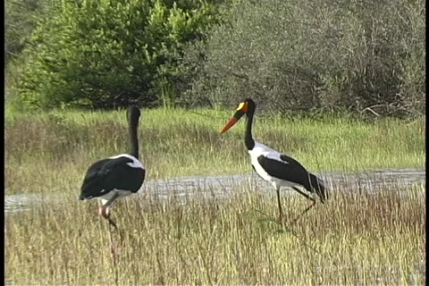 Saddle-billed Storks Stock Footage 80870