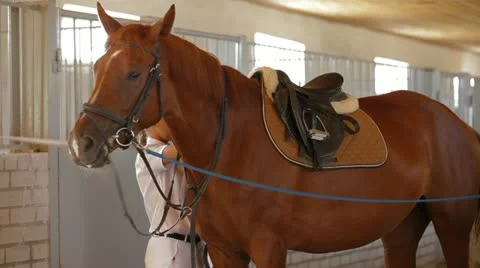 Saddle Check Stock-Footage 22288274