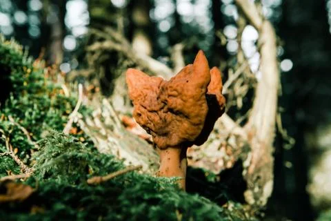 Saddle for elves Stock Photos