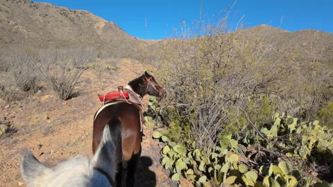 Saddle Horse snacks on tree in slow motion Stock-Footage 279917671