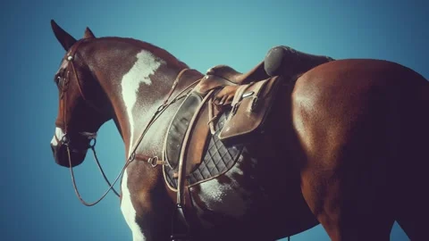 Saddle with stirrups on a back of a horse Stock Footage 129235851