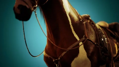 Saddle with stirrups on a back of a horse Stock Footage 129881641