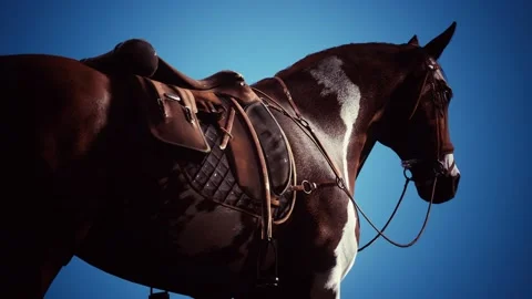 Saddle with stirrups on a back of a horse Stock Footage 130654593
