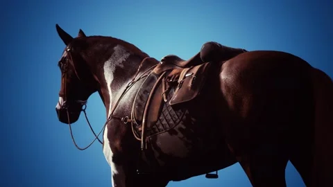 Saddle with stirrups on a back of a horse Stock Footage 133802441