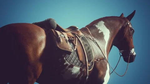 Saddle with stirrups on a back of a horse Vídeos de archivo 138870114