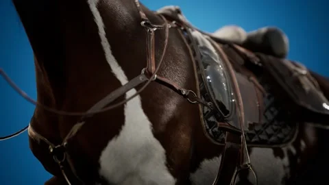 Saddle with stirrups on a back of a horse Stock Footage 141027172