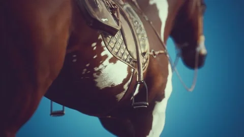 Saddle with stirrups on a back of a horse Vídeo Stock 145648566