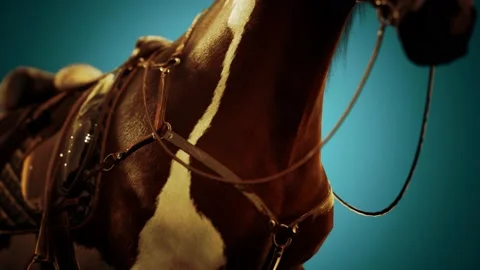 Saddle with stirrups on a back of a horse Vidéo 150424705