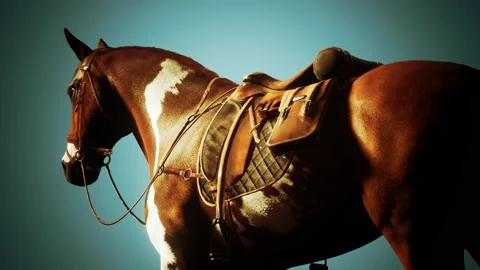 Saddle with stirrups on a back of a horse Vídeo Stock 159738560