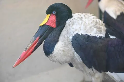 Saddle Stork Stock Photos