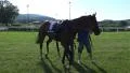 Saddle off a wild racing horse with lost jockey HD Footage