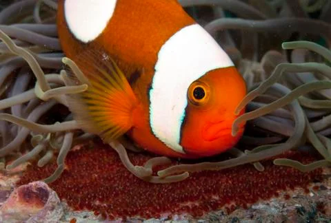 Saddleback anemone fish with eggs Foto stock