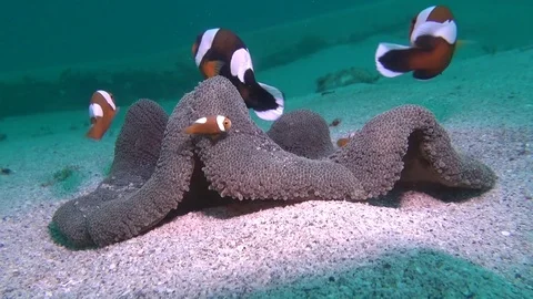Saddleback anemone fish Stock Footage 95733884