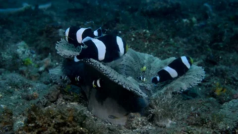 Saddleback Anemonefish in Anemone Stock Footage 112236698