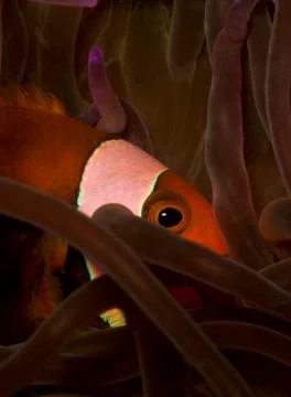 Saddleback anemonefish in anemone Foto stock