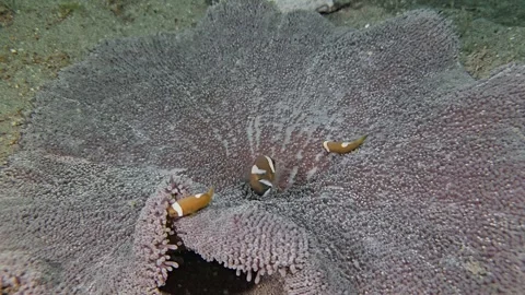 Saddleback Anemonefish Stock Footage 339988125