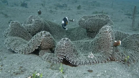 Saddleback Anemonefish Stock Footage 341994357