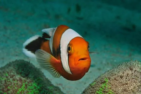 Saddleback Anemonefish is hovering over its anemone, Panglao, Philippines Stock Photos