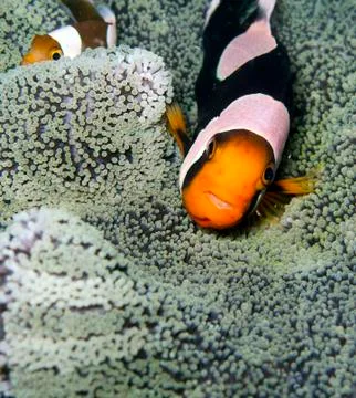 Saddleback anemonefish Foto stock