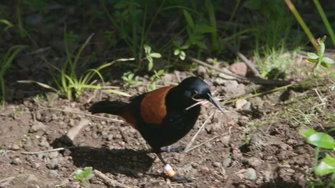 Saddleback Bird Gathering Sticks Stock Footage 86508213