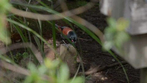 Saddleback Bird in the Wild Stock Footage 86507960