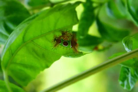 Saddleback Caterpillar Stock Photos
