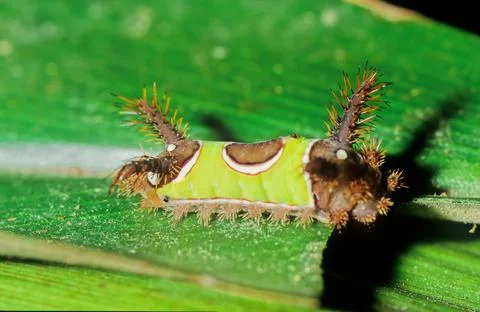 Saddleback caterpillar Stock Photos