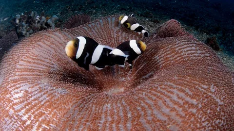 Saddleback Clownfish in Anemone Stock Footage 112235886